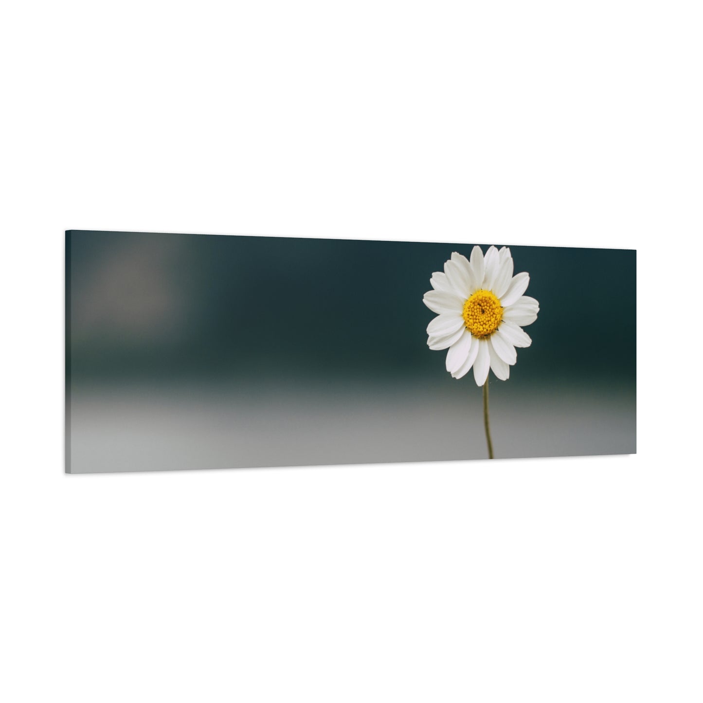 Minimalist Daisy Flower Wall Art – Peaceful Nature Photography Print on Canvas for Calm, Modern Interiors