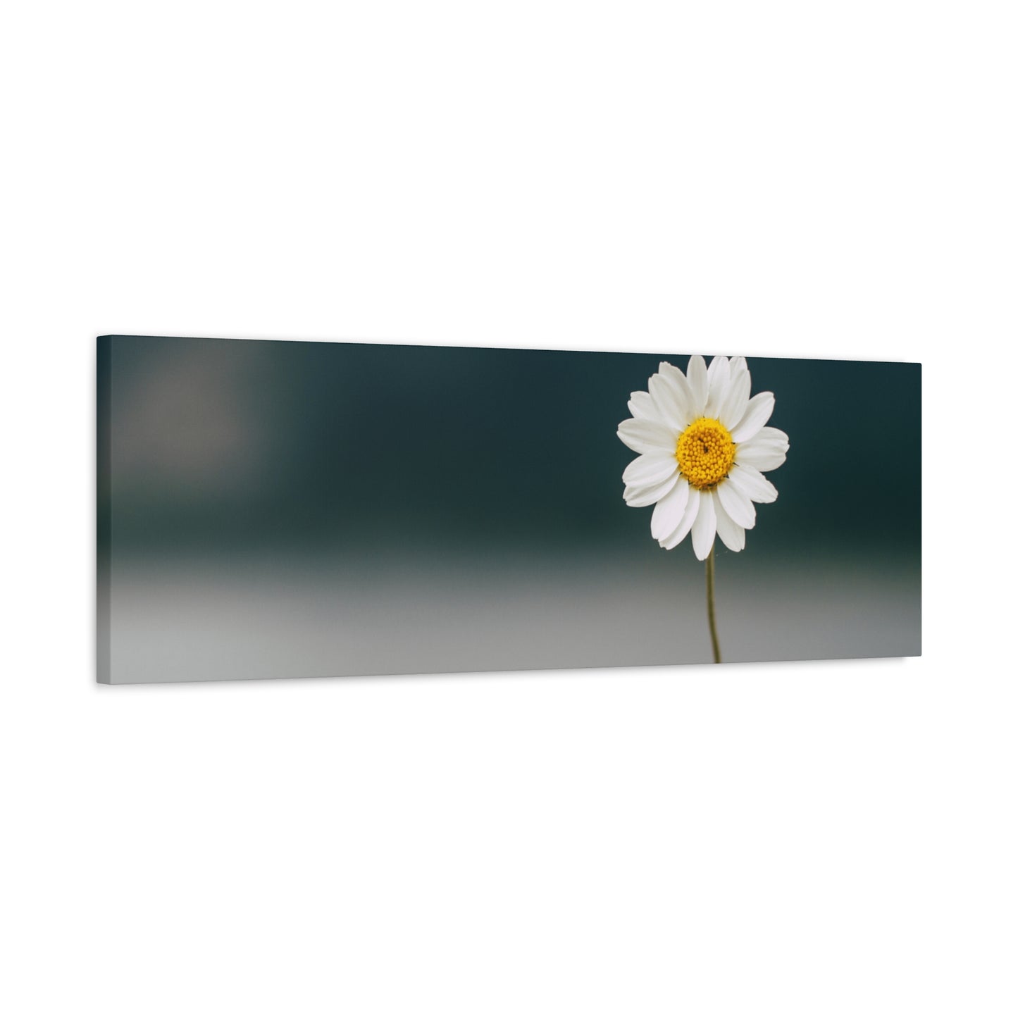 Minimalist Daisy Flower Wall Art – Peaceful Nature Photography Print on Canvas for Calm, Modern Interiors