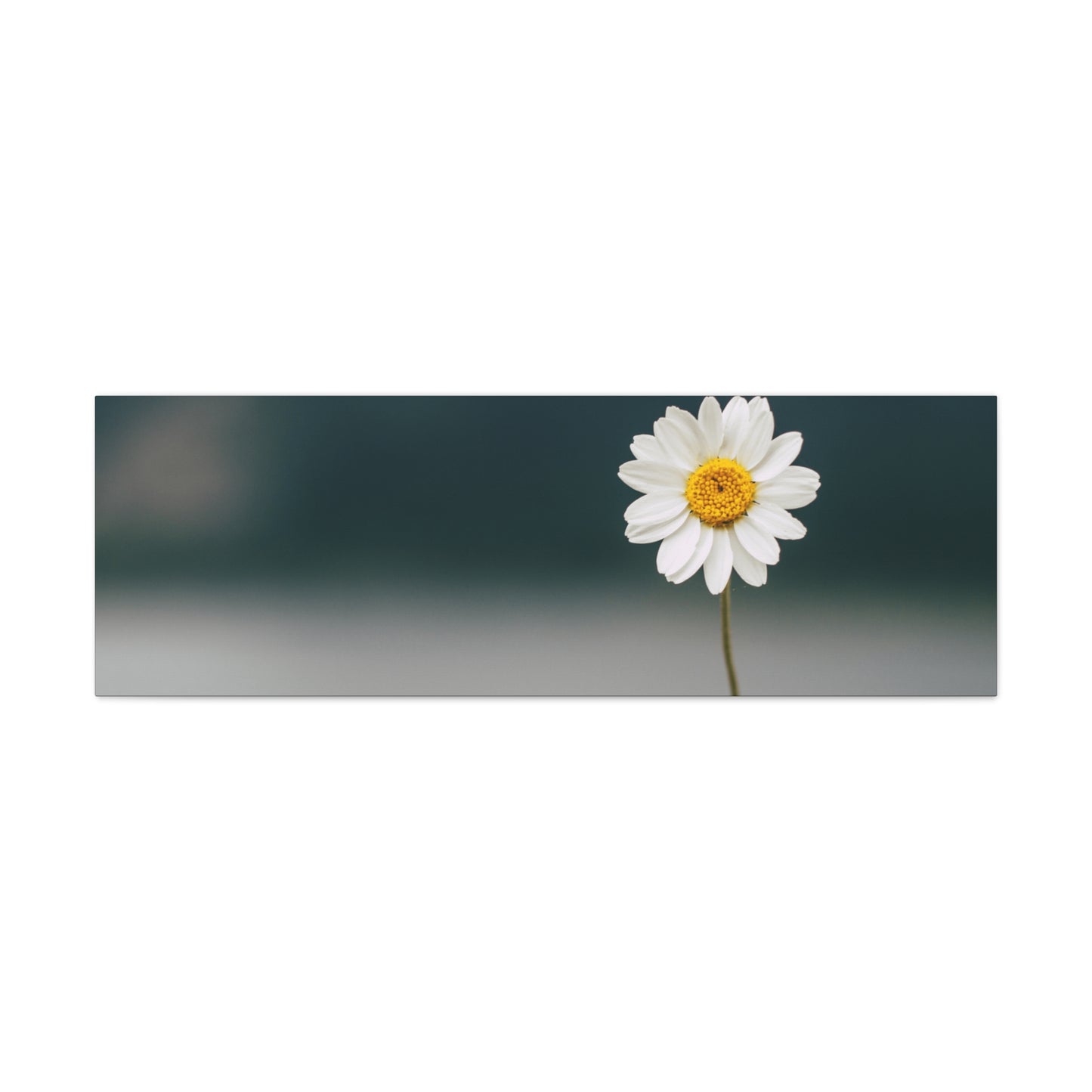 Minimalist Daisy Flower Wall Art – Peaceful Nature Photography Print on Canvas for Calm, Modern Interiors