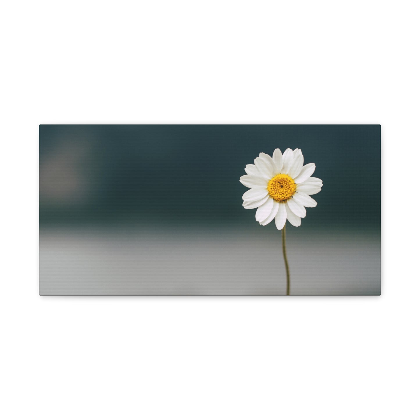 Minimalist Daisy Flower Wall Art – Peaceful Nature Photography Print on Canvas for Calm, Modern Interiors