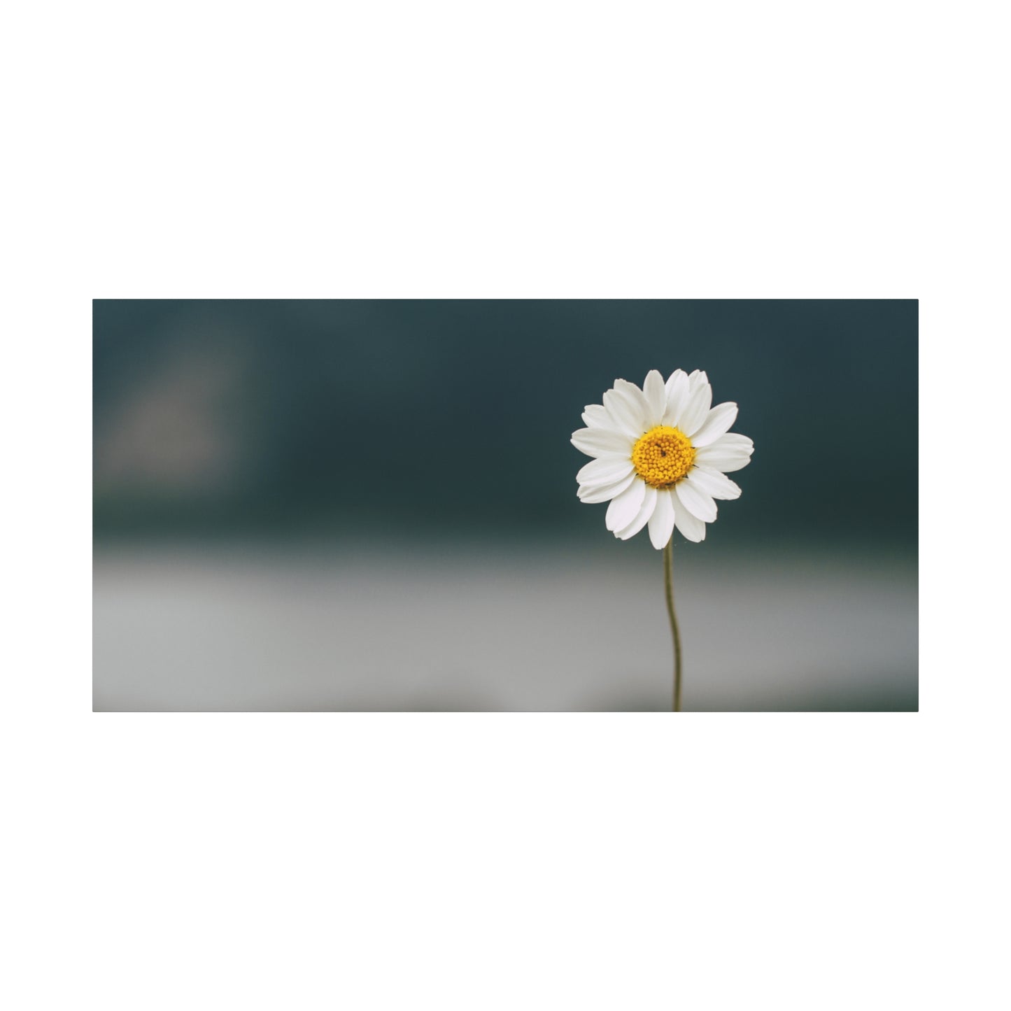Minimalist Daisy Flower Wall Art – Peaceful Nature Photography Print on Canvas for Calm, Modern Interiors