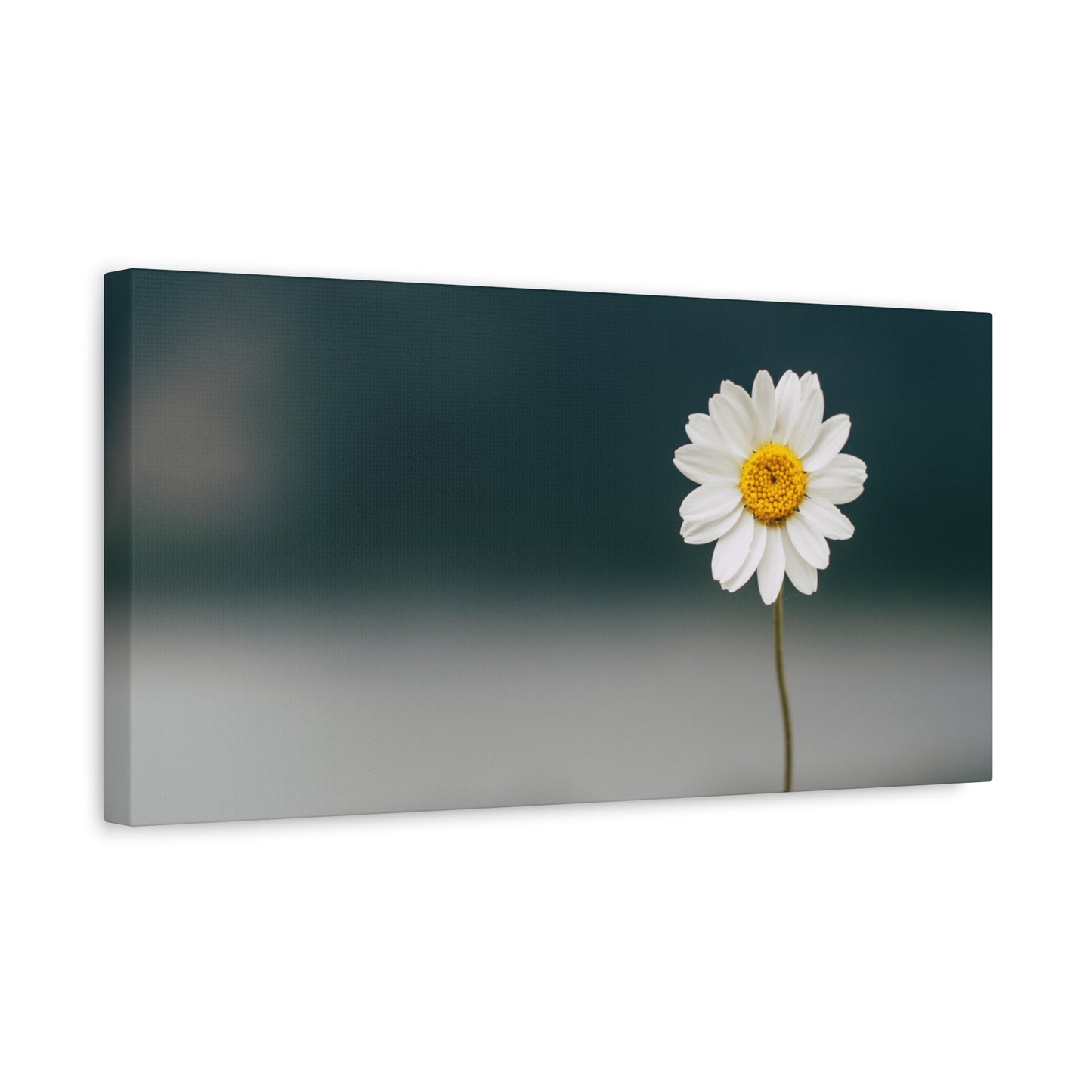 Minimalist Daisy Flower Wall Art – Peaceful Nature Photography Print on Canvas for Calm, Modern Interiors
