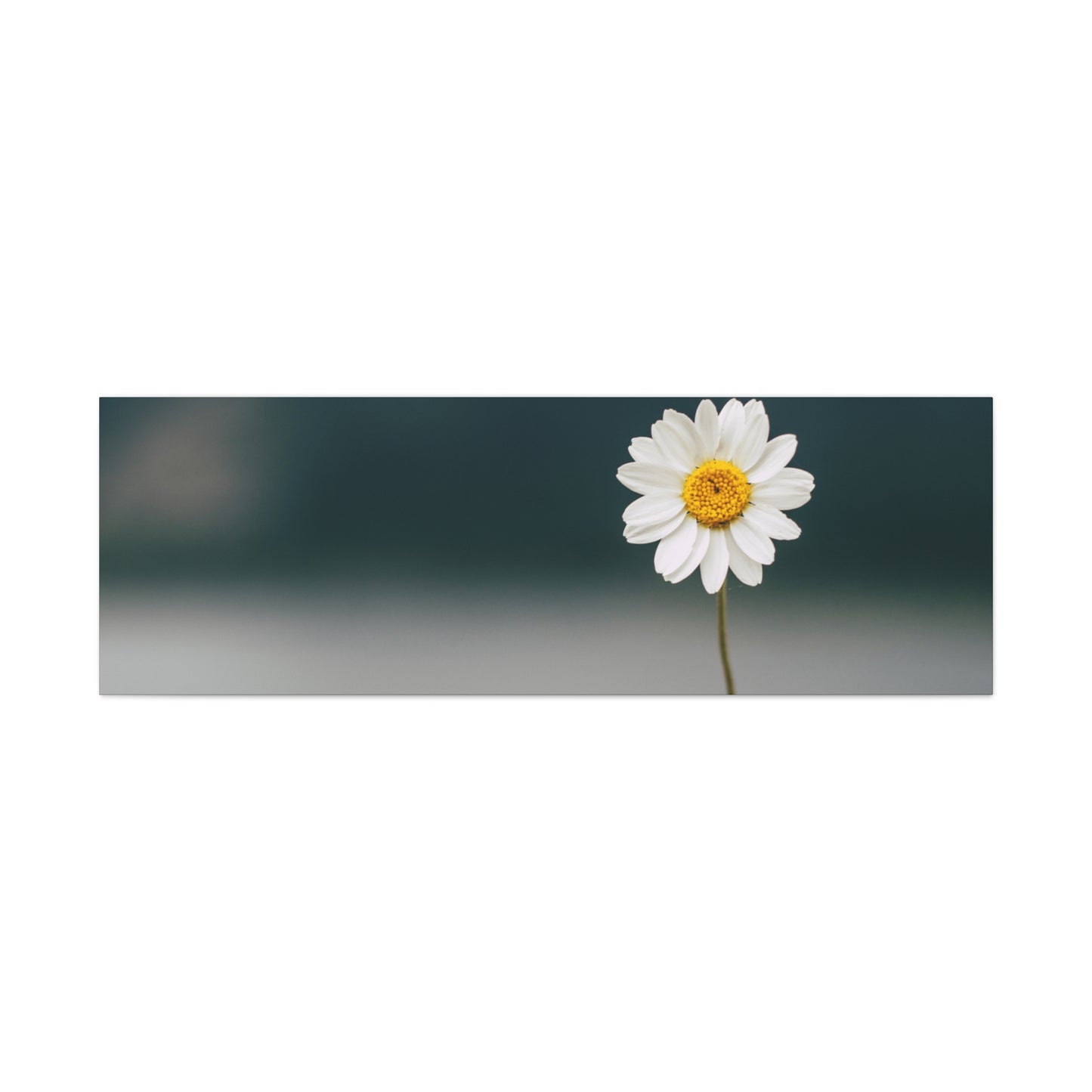 Minimalist Daisy Flower Wall Art – Peaceful Nature Photography Print on Canvas for Calm, Modern Interiors