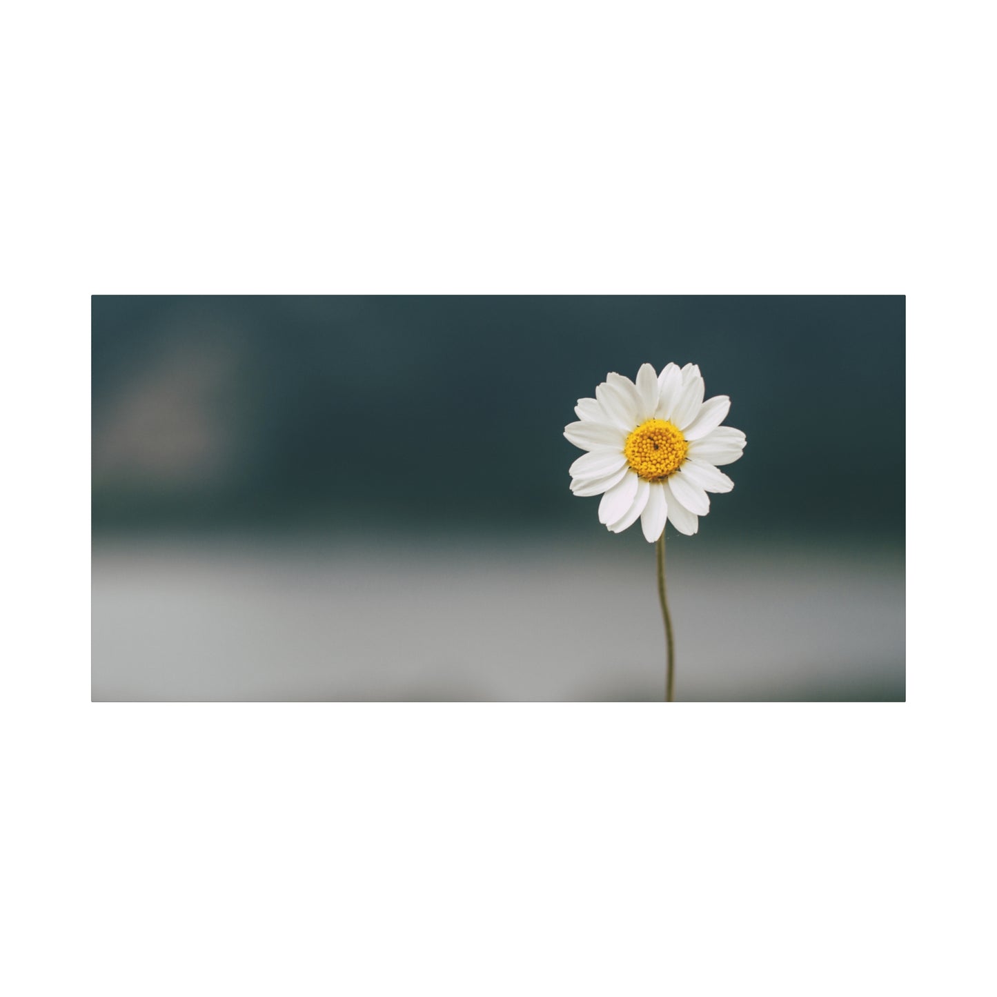 Minimalist Daisy Flower Wall Art – Peaceful Nature Photography Print on Canvas for Calm, Modern Interiors