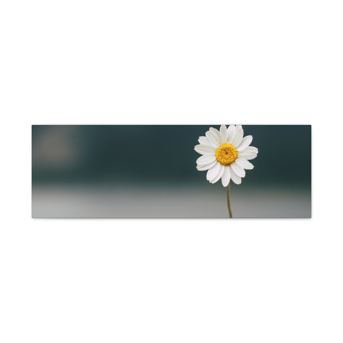 Minimalist Daisy Flower Wall Art – Peaceful Nature Photography Print on Canvas for Calm, Modern Interiors