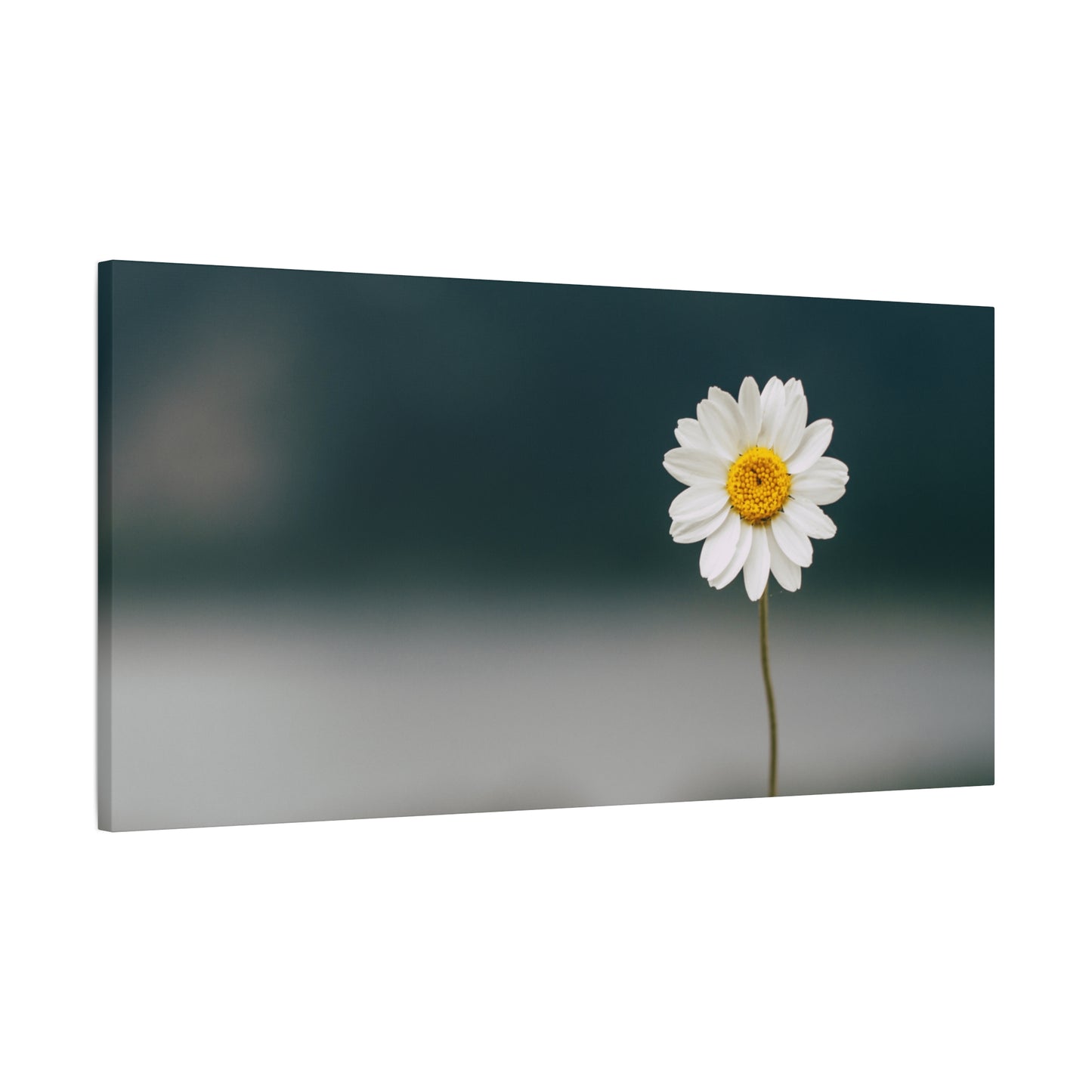 Minimalist Daisy Flower Wall Art – Peaceful Nature Photography Print on Canvas for Calm, Modern Interiors