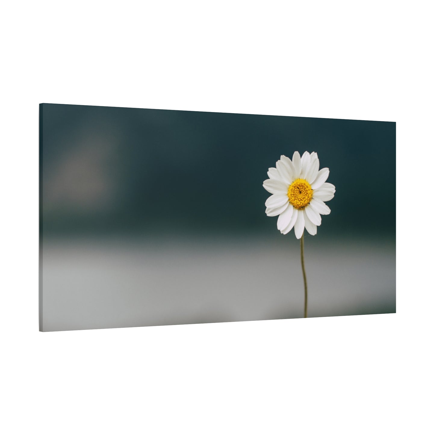 Minimalist Daisy Flower Wall Art – Peaceful Nature Photography Print on Canvas for Calm, Modern Interiors