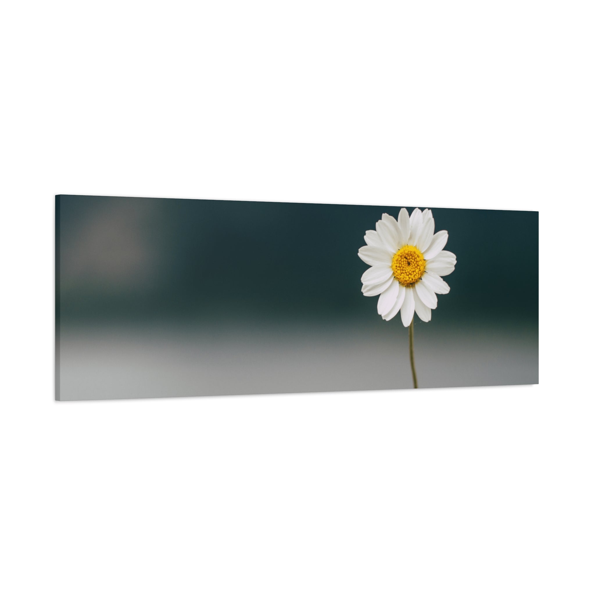 Minimalist Daisy Flower Wall Art – Peaceful Nature Photography Print on Canvas for Calm, Modern Interiors
