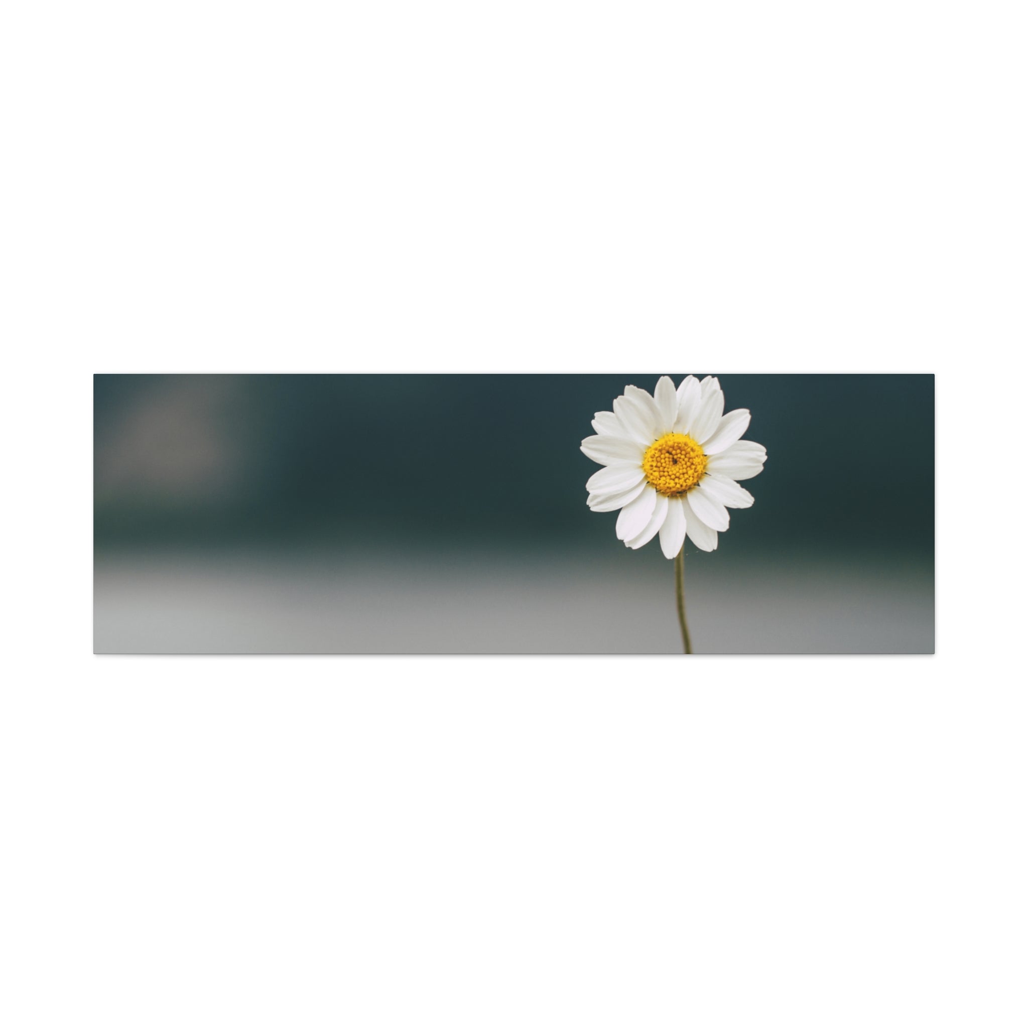 Minimalist Daisy Flower Wall Art – Peaceful Nature Photography Print on Canvas for Calm, Modern Interiors