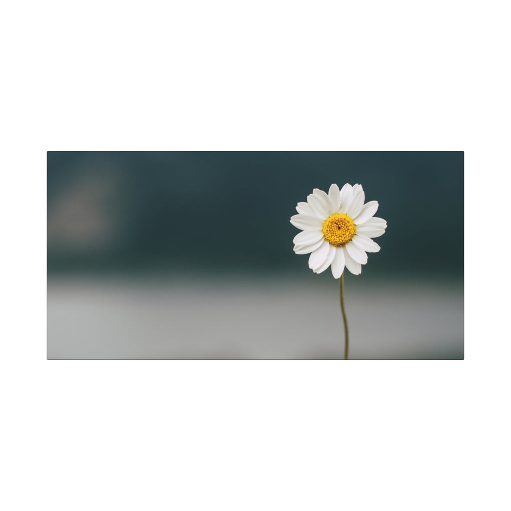 Minimalist Daisy Flower Wall Art – Peaceful Nature Photography Print on Canvas for Calm, Modern Interiors